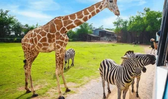 ZOO Dvůr Králové