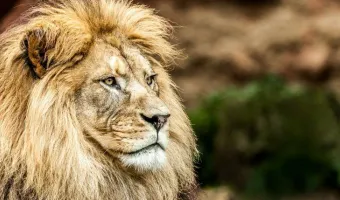 ZOO Dvůr Králové