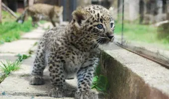 ZOO Dvůr Králové