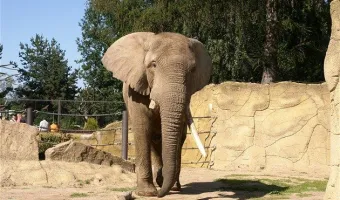 ZOO Dvůr Králové