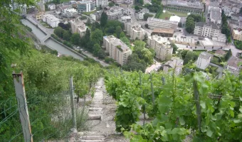 vinice v Martigny
