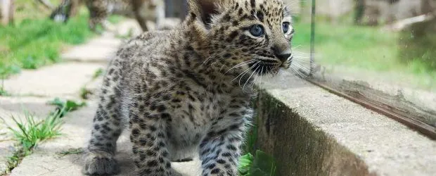 ZOO Dvůr Králové - Ústí nad Labem